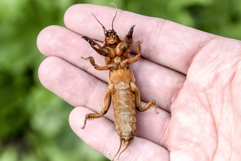 Turkuć podjadek - jak skutecznie zwalczać te uciążliwe szkodniki?